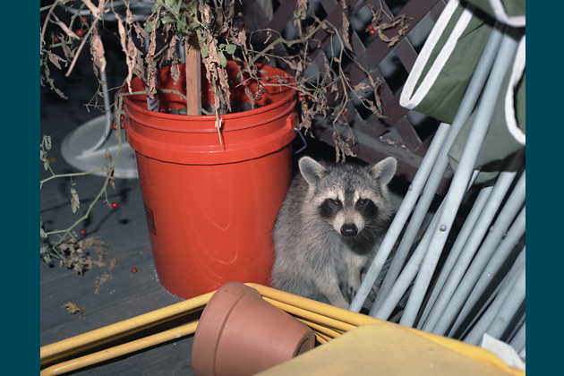 Brooklyn, 2010
